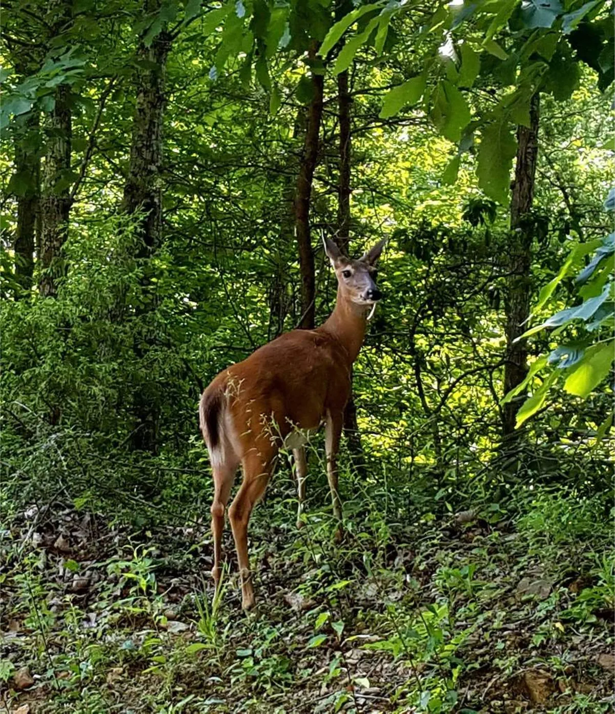 A deer stands among lush greenery and tall trees, providing a perfect moment for wildlife observation or nature photography. The setting is peaceful and intimate, highlighting the close connection between the cabin and its natural surroundings.