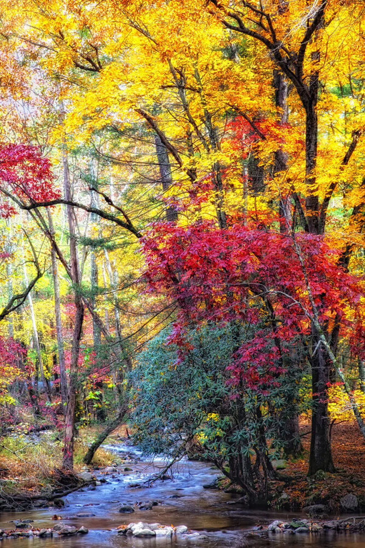 A flowing creek runs through a rocky riverbed, surrounded by vibrantly colored trees in peak autumn foliage. The scene is alive with the sights and sounds of nature, and the gentle movement of water invites a sense of tranquility. This area looks ideal for hiking, birdwatching, and nature photography.